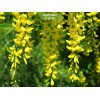 Саженцы акации (Карагана) Уссурийская (Ussuriensis) -  5 шт.