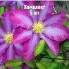 Саженцы Клематиса Какио - 5 шт.: фото и описание