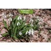 Луковицы подснежника Крымский  -  5 шт.