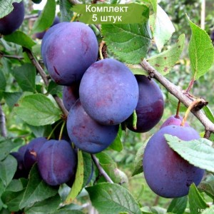 Комплект 5шт / Слива Венгерка Домашняя (Поздняя/Фиолетовая)
