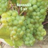 Саженцы Винограда Изумруд - 5 шт.: фото и описание