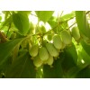 Саженец актинидии женский Незнакомка